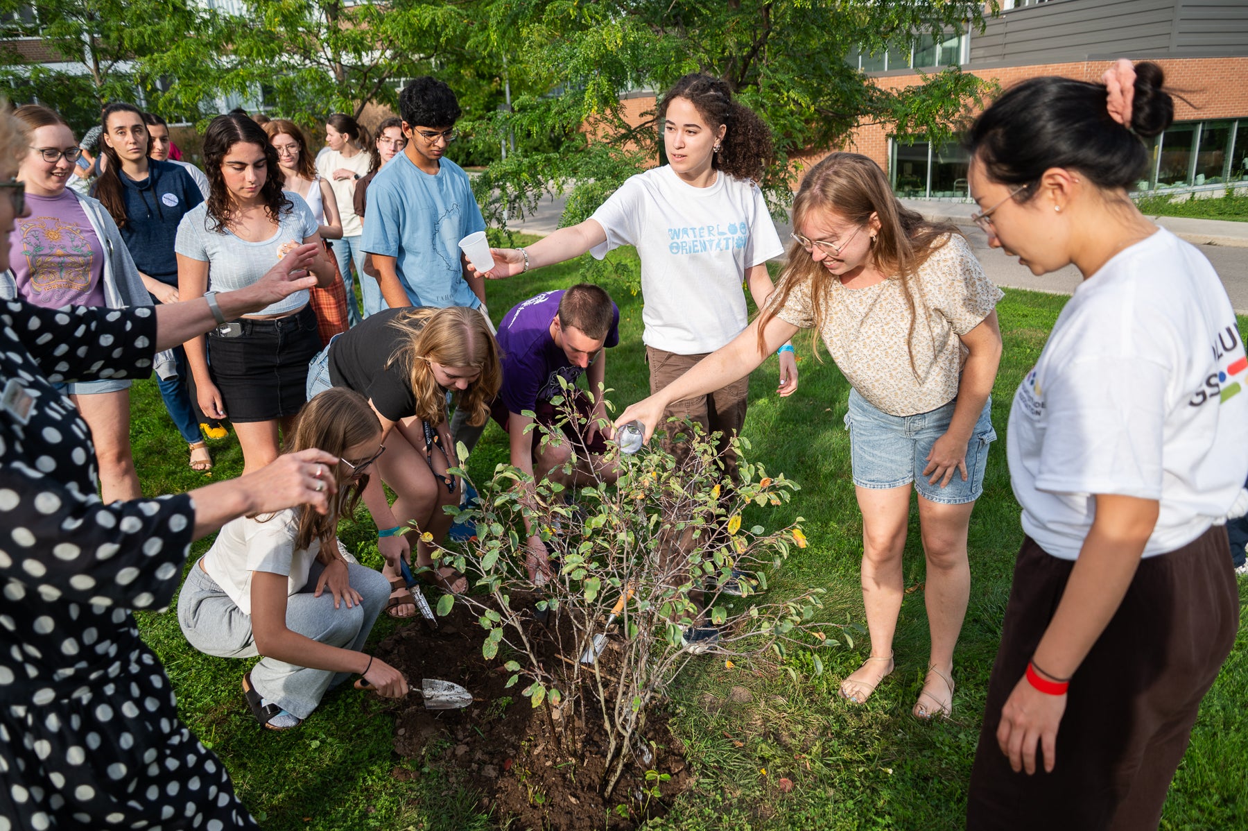 students pour cups of water on the planted service berry bush