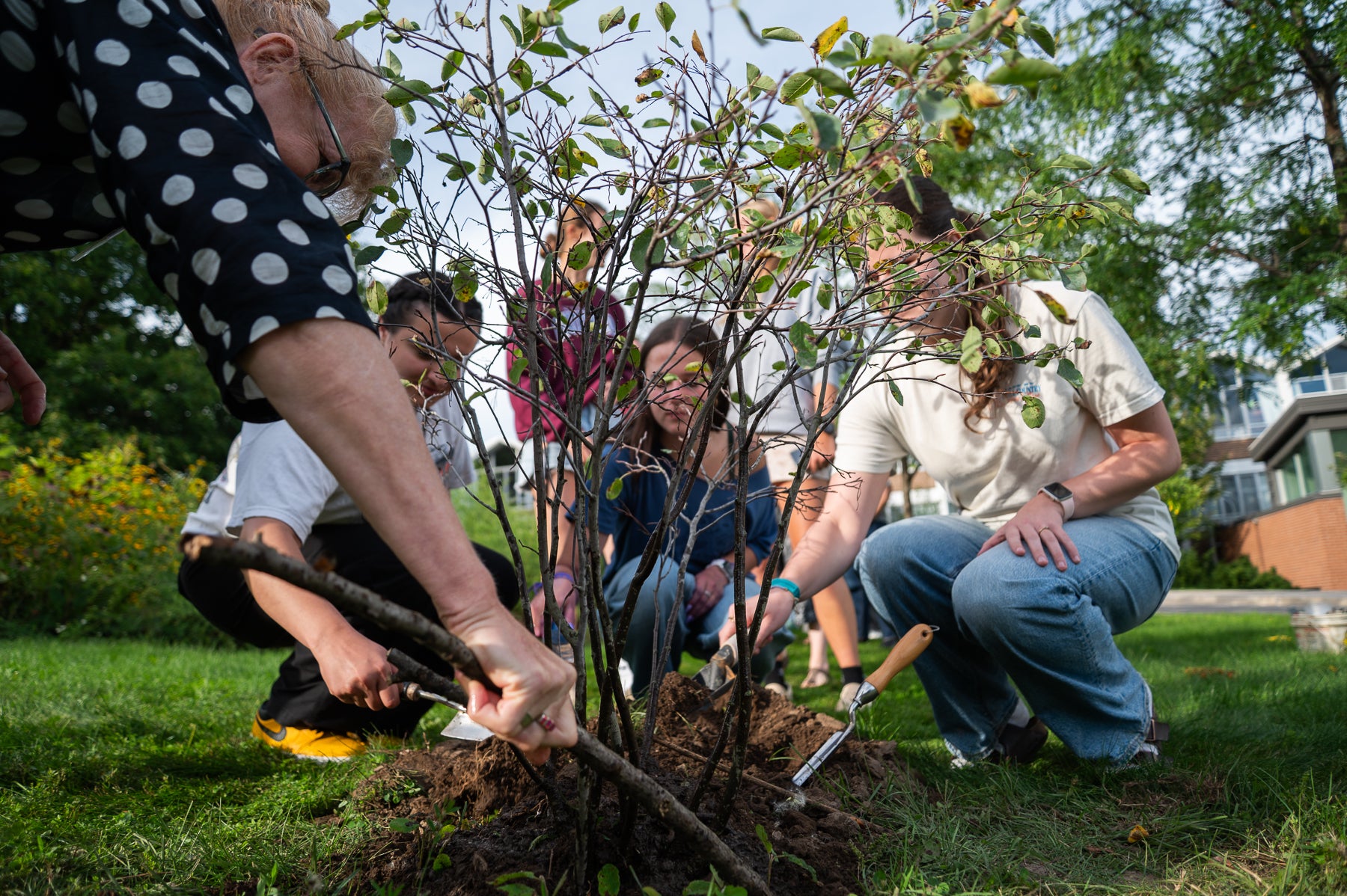 students move dirt over the roots of the service berry sapling