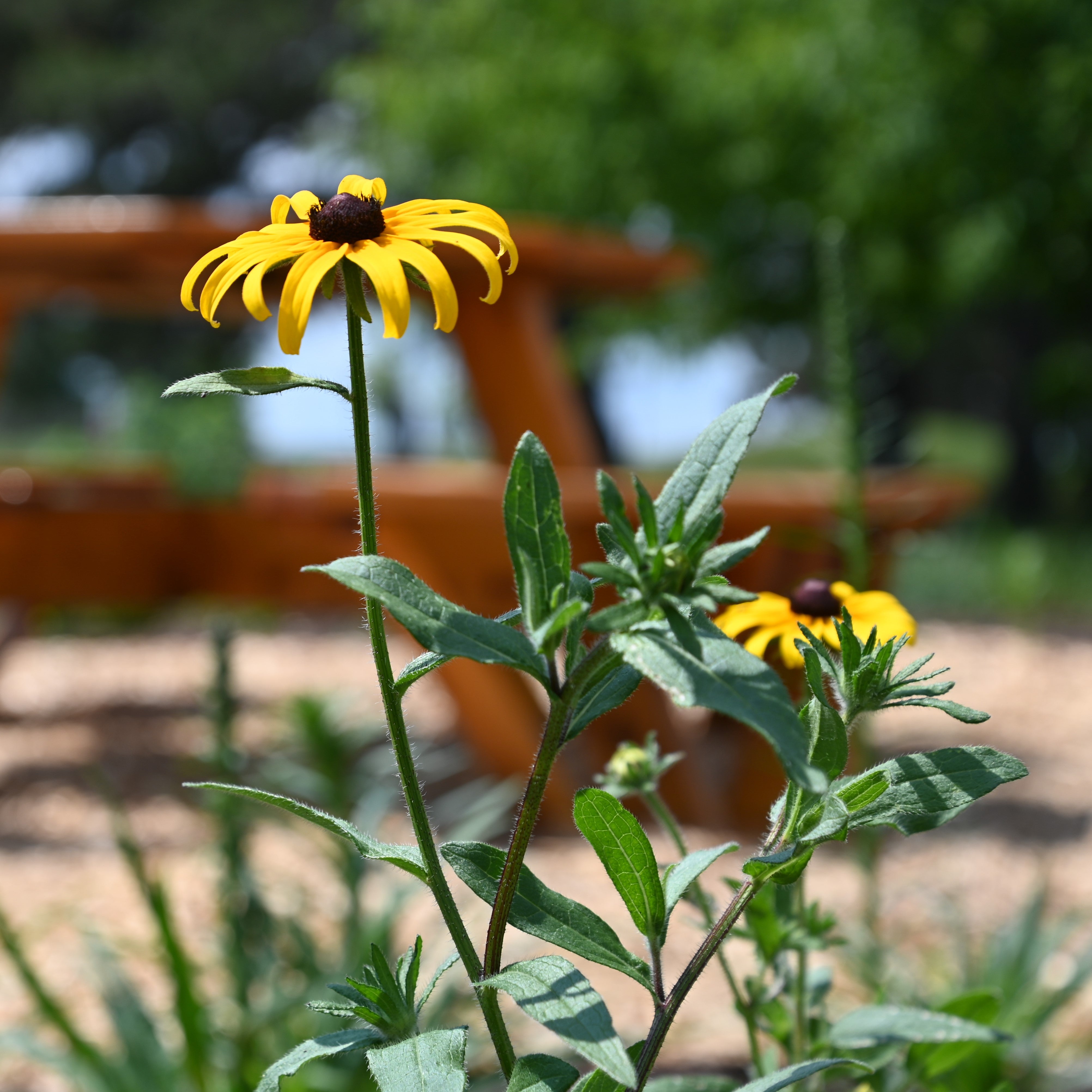 Black-eyed Susan