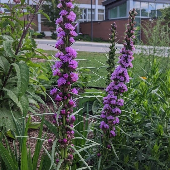 Showy Blazing Star flower