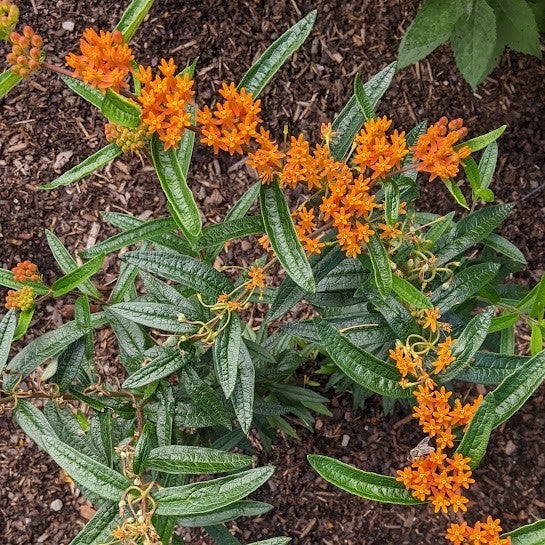 Butterfly Milkweed