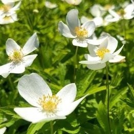 Canada Anemone