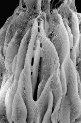 Aganetha Dyck, The Glass Dress, from The Extended Wedding Party, glass and beeswax, 1998. Photo by Peter Dyck. 