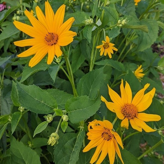 False Sunflower