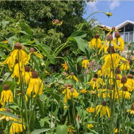 Gray-headed Coneflower