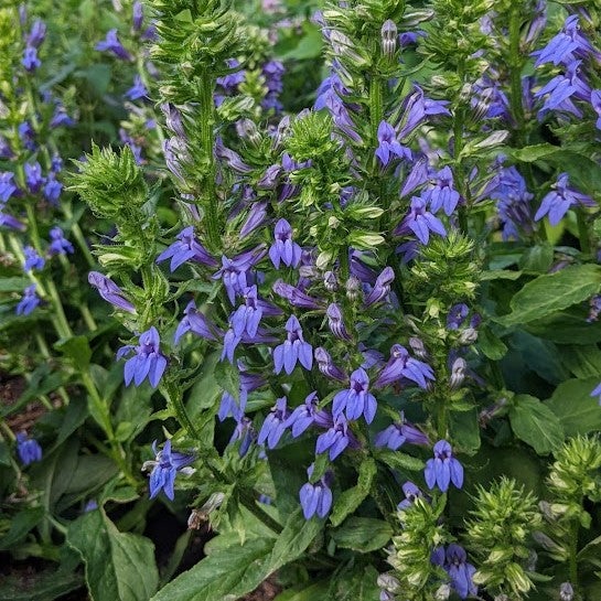 Great Blue Lobelia