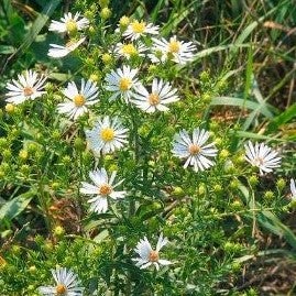 Heath Aster