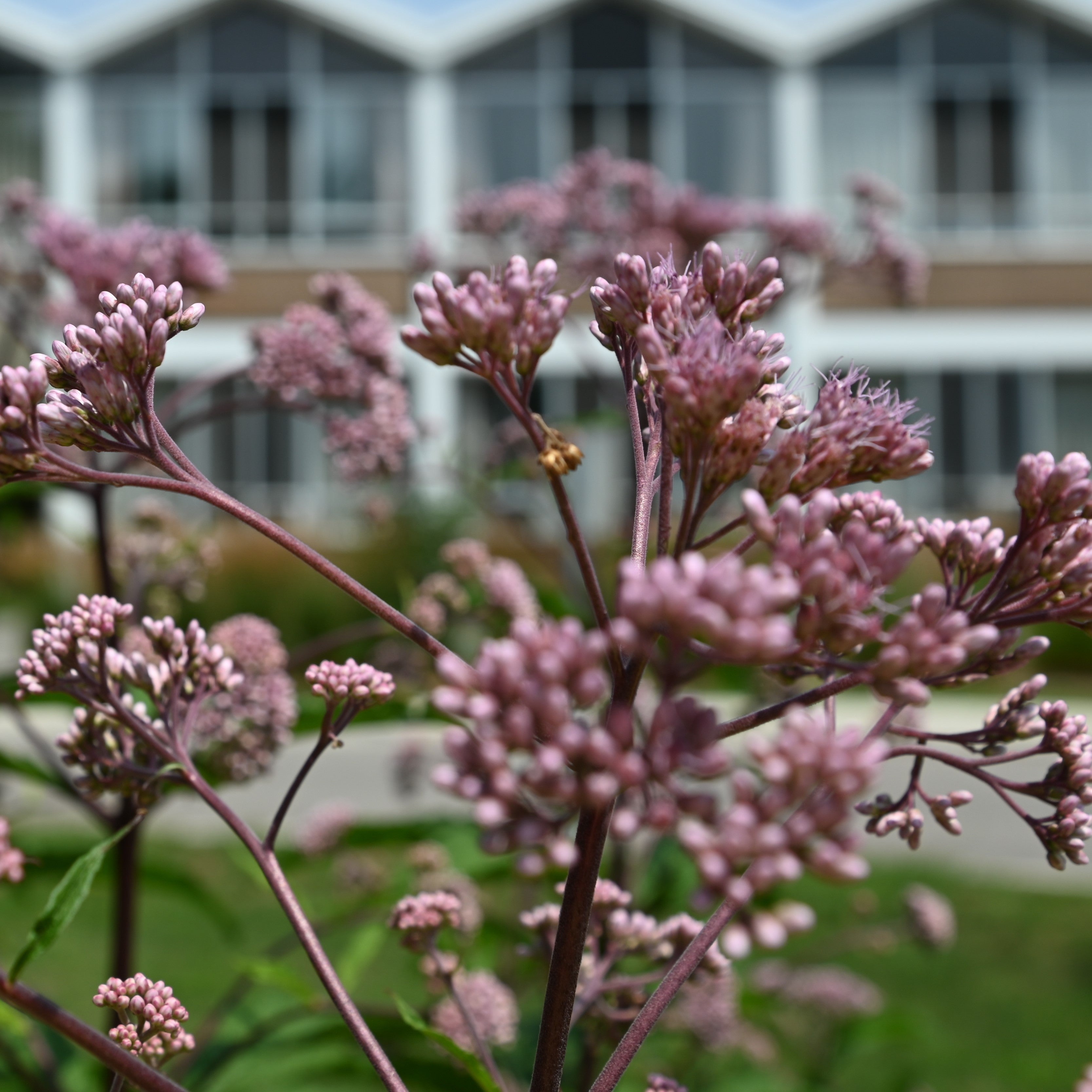 Joe Pye Weed