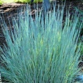 Little Bluestem