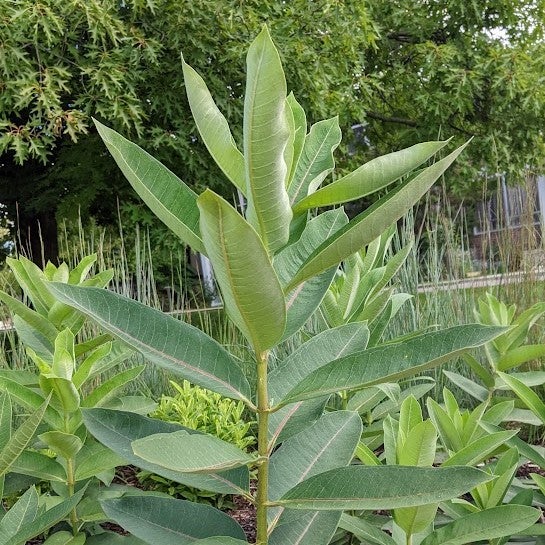 Common Milkweed