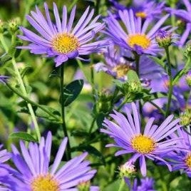 New England Aster