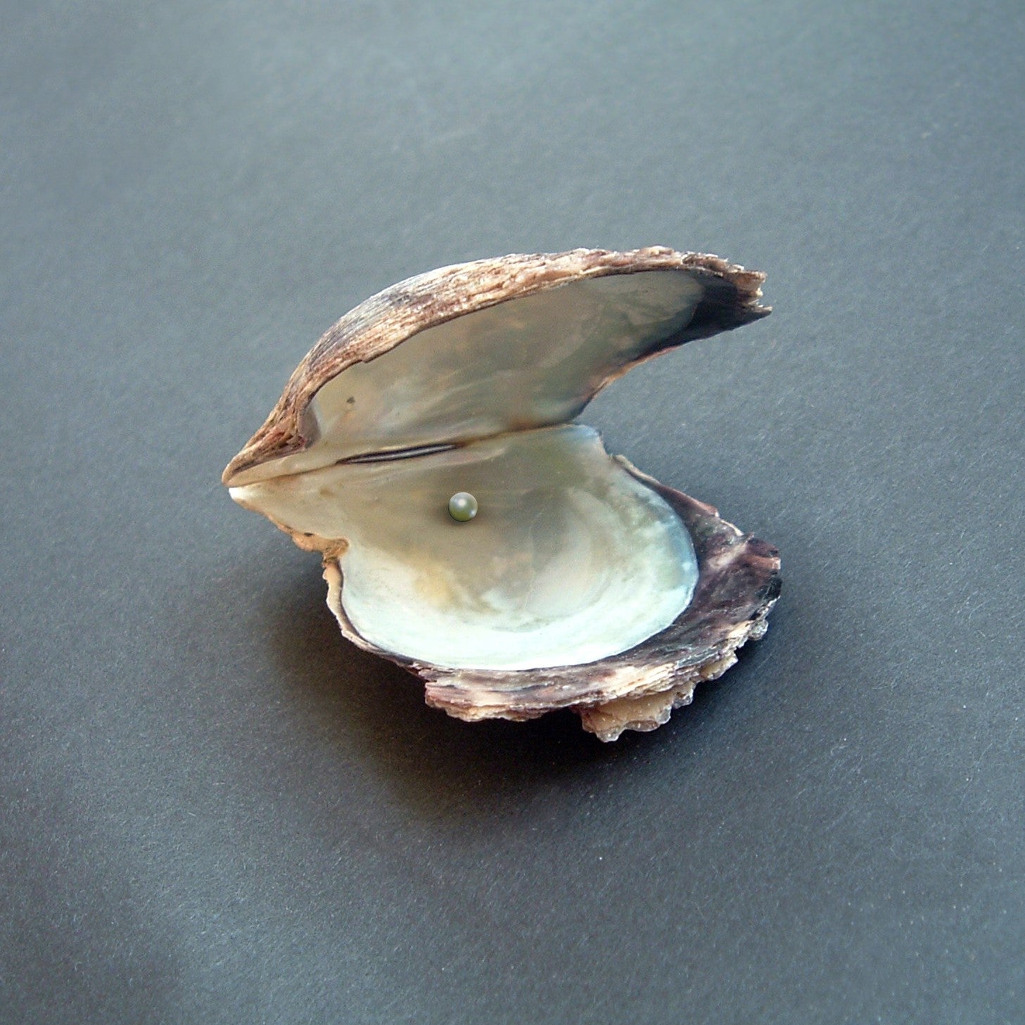 Oyster - photo by Roy Mattappallil