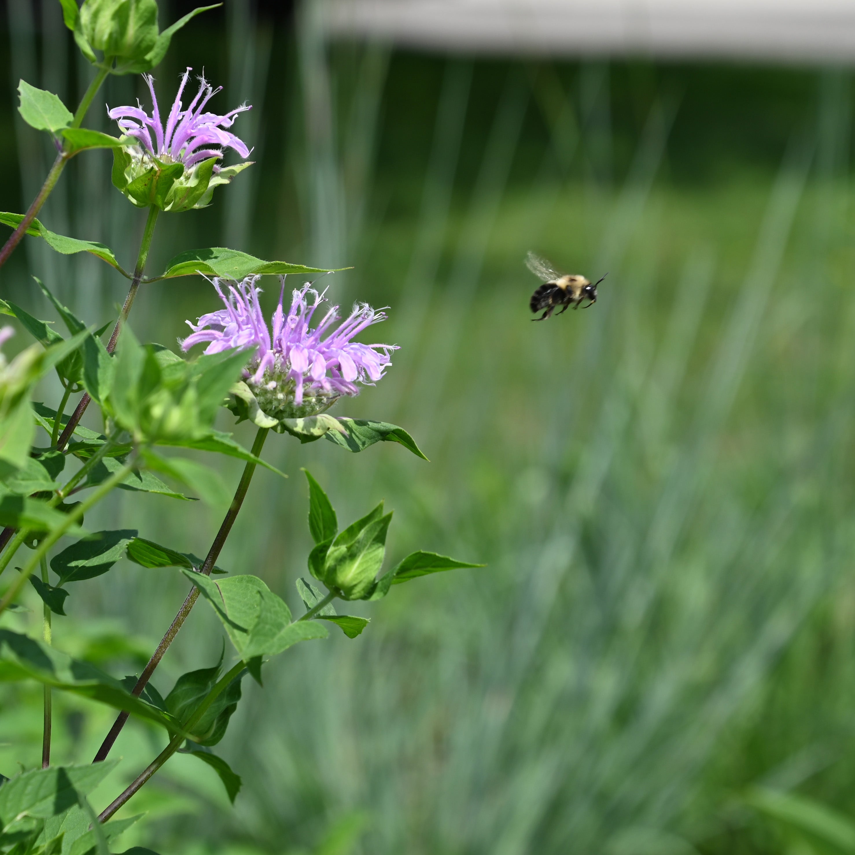 A bee flying away from a purple flower in Grebel's pollinator garden