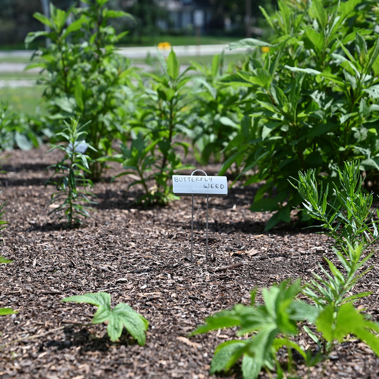 A sign saying "Butterfly Weed" in Grebel's pollinator garden