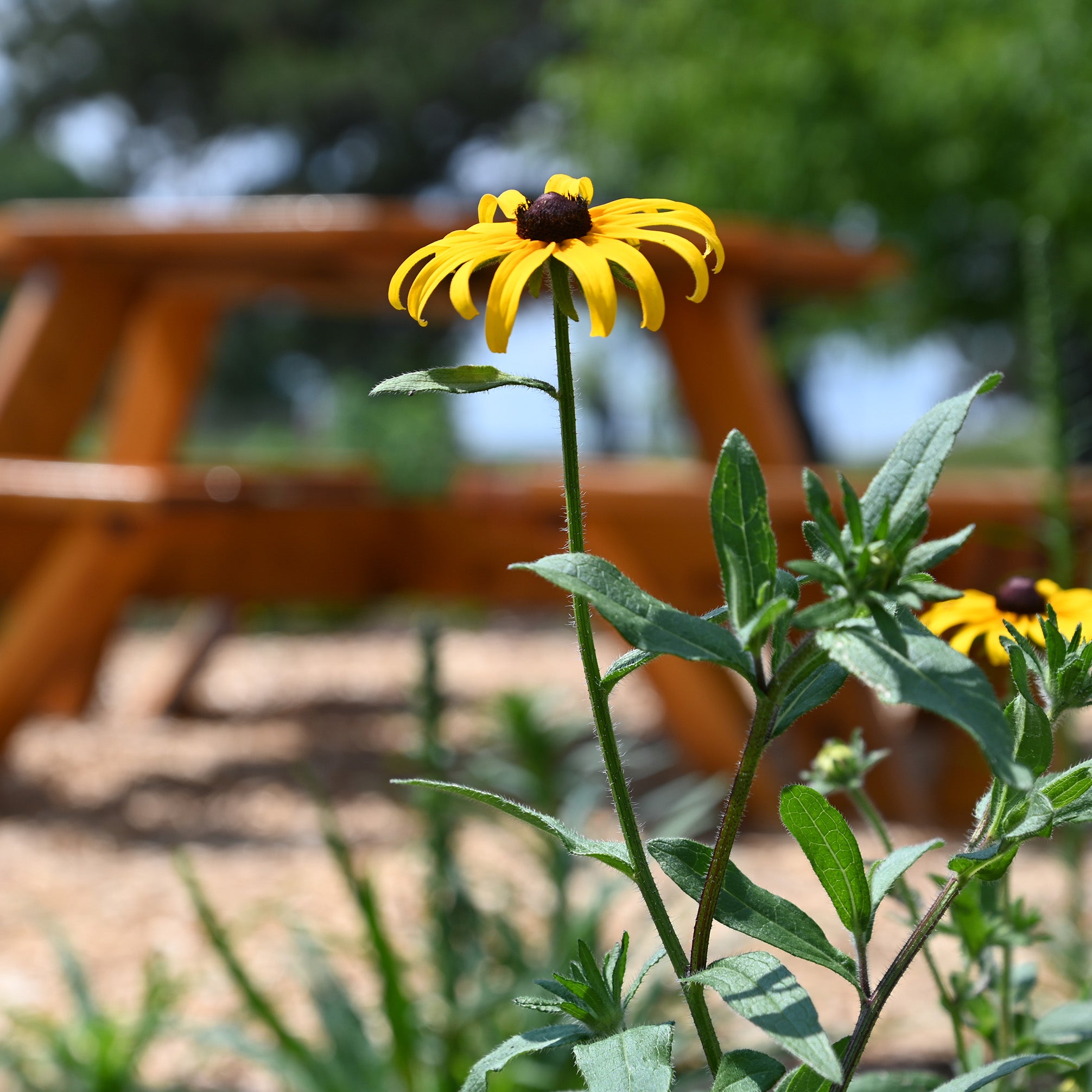 A black eyed Susan flower in front of bench in Grebel's pollinator garden