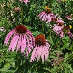 Purple Coneflower