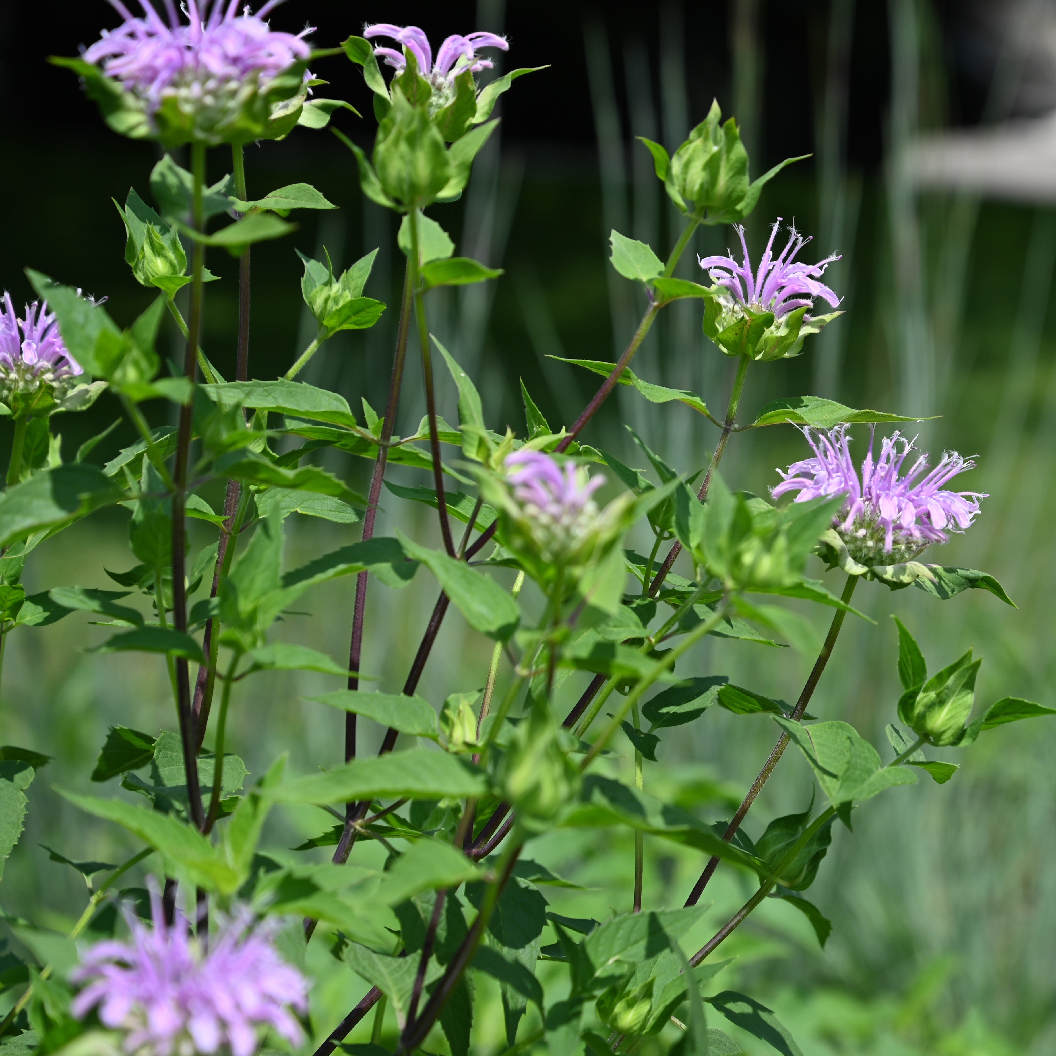 Wild Bergamot