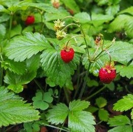 Wild Strawberry