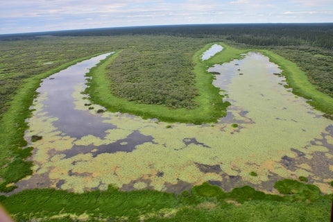 pond in the pad