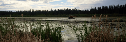 Under and overcast sky, a red helicopter sits on top of a small lake that is full of lily-pads.