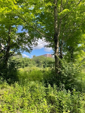 A portion of inside the Healing Forest with a building in the distance.