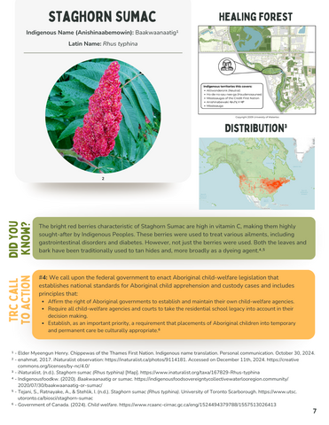 The profile for the plant Staghorn Sumac.