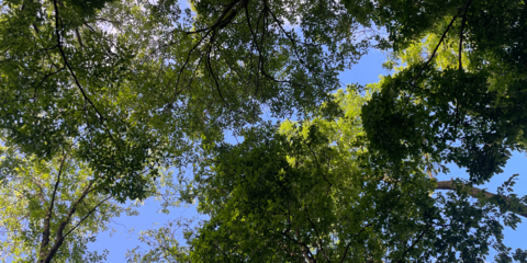 The Healing Forest canopy from below