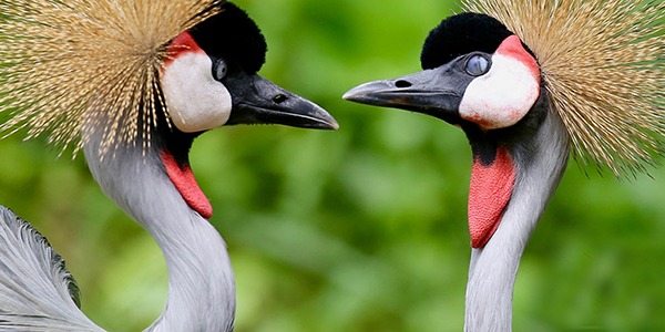 Two colourful birds stare beak to beak.