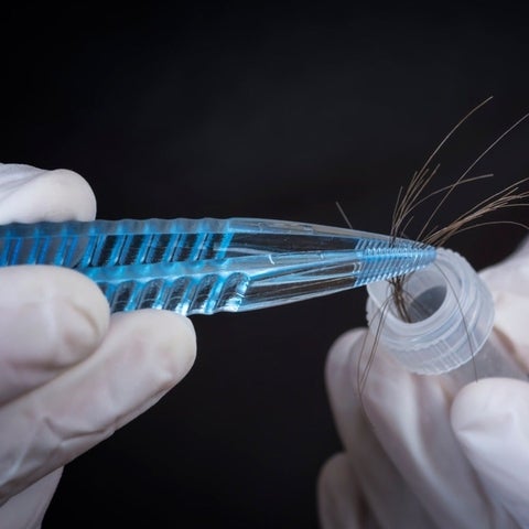 Gloved hands use tweezers to place hair strands into a test tube.