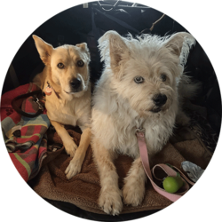 Yvonne Reitsma's dogs.