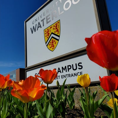 Garden of tulips in front of University of Waterloo campus sign.