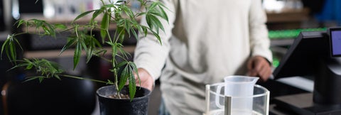 Person reaches for cannabis plant at checkout counter of cannabis store.