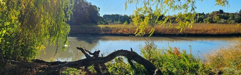 Columbia Lake shoreline.
