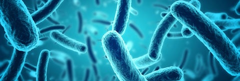 Microscopic bacteria.