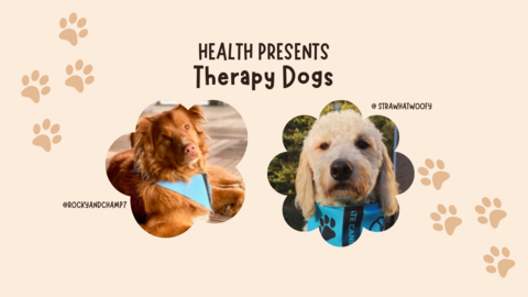 two therapy dogs and their instagram handles