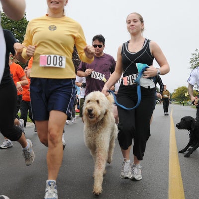 Participants running down the road with two runners with their dogs