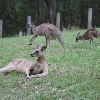Kangaroos lounging on the grass.