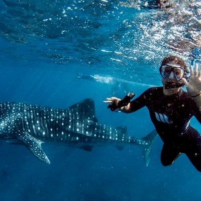 Cyanne snorkeling in the sea with a whale shark.