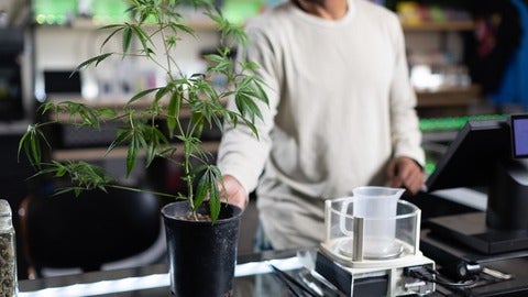 Person reaches for cannabis plant at checkout counter in a cannabis store.