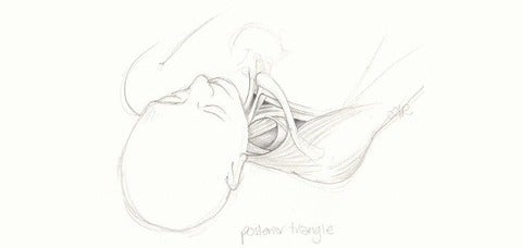 drawing of a person's head and chest