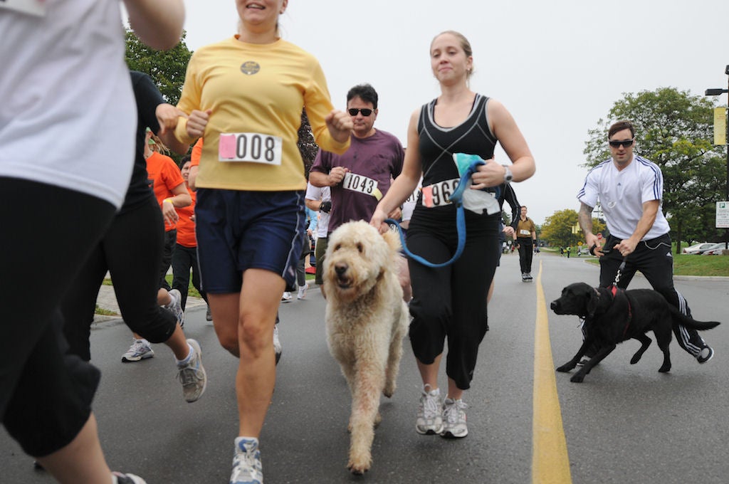 Participants running down the road with two runners with their dogs
