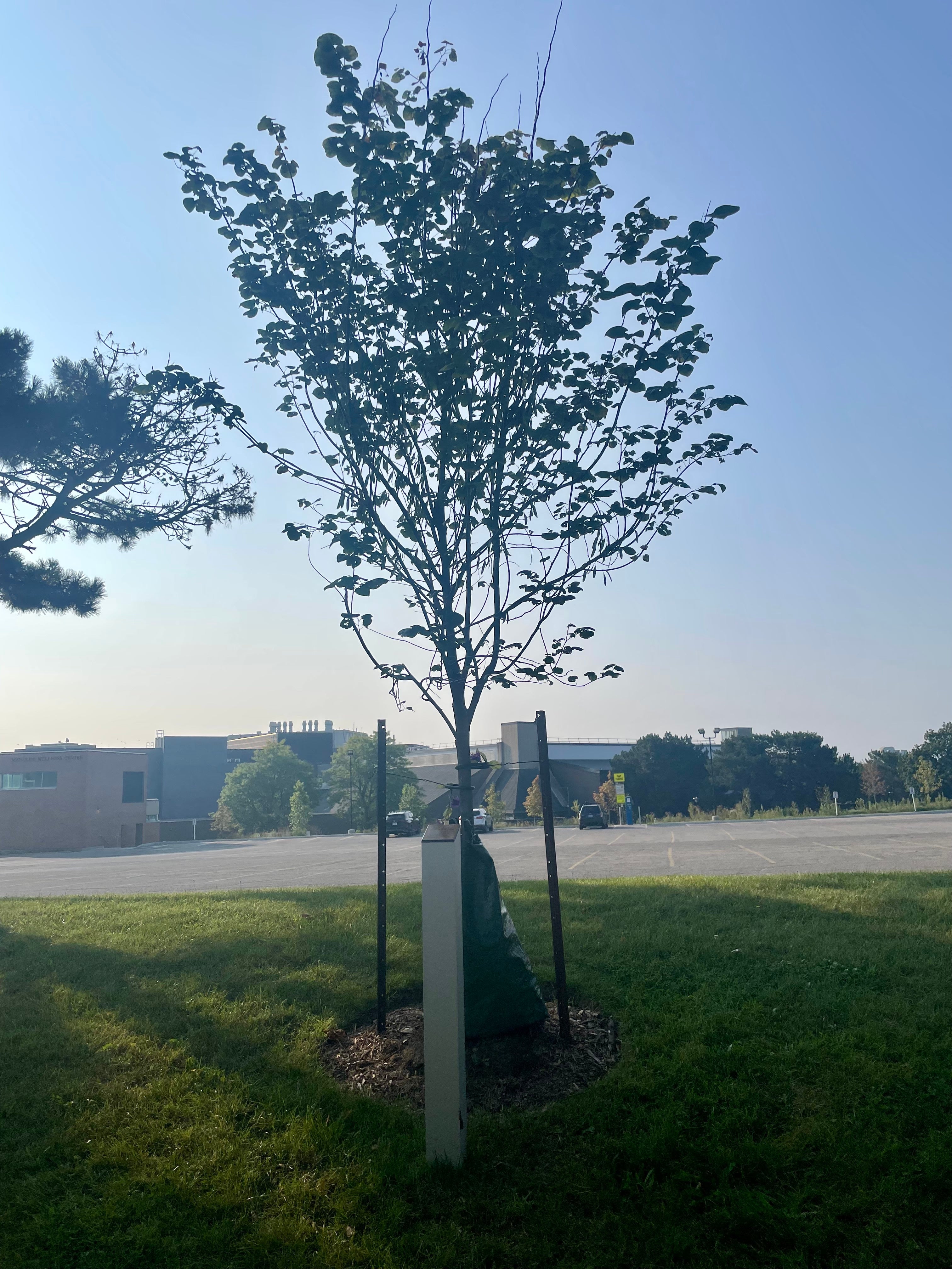 An Eastern Redbud tree after planting in memory of Cassie Bechard.