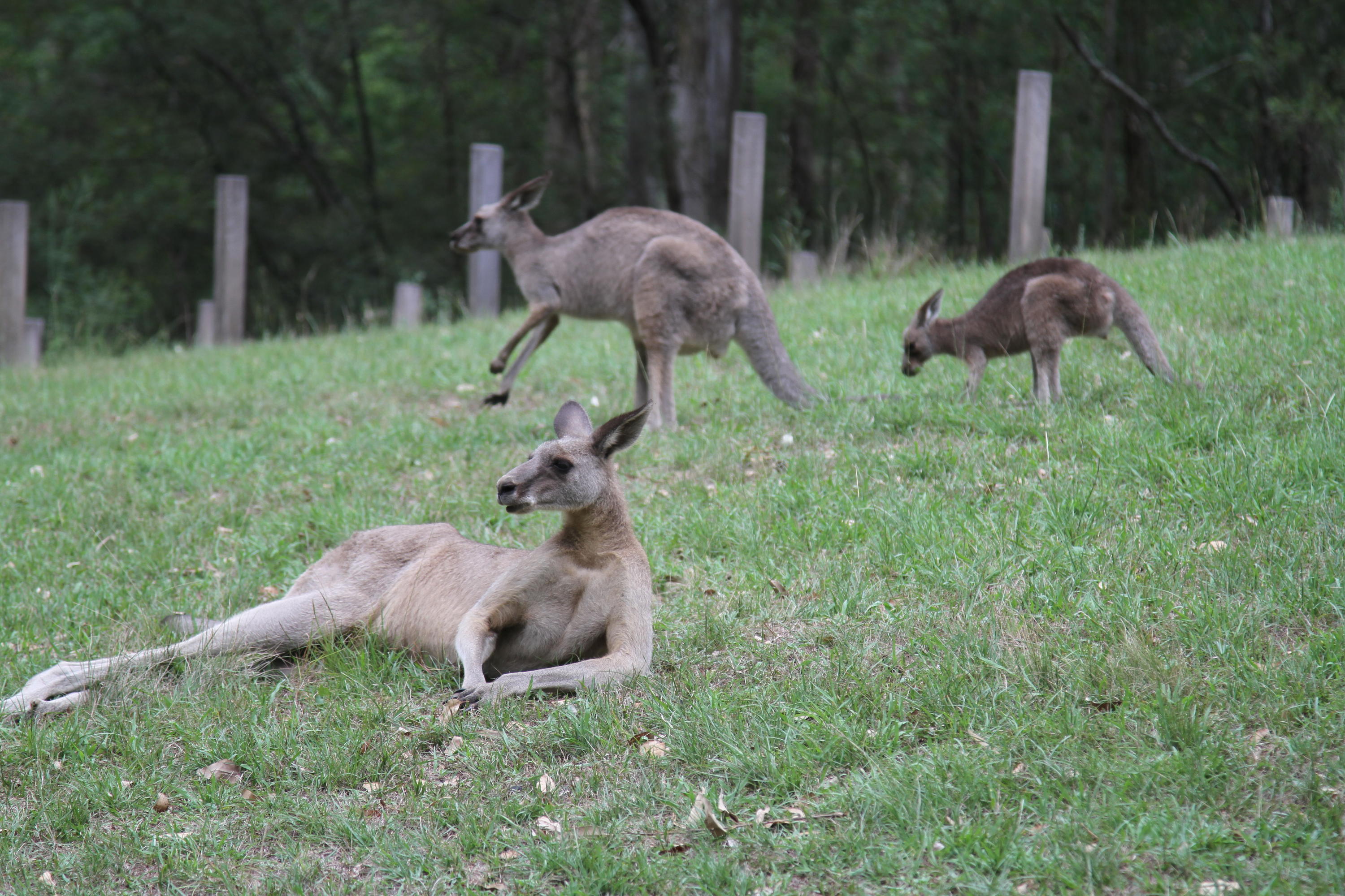 Kangaroos lounging on the grass.