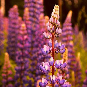 A field of lupin flowers.