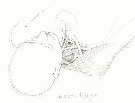 drawing of a person's head and chest