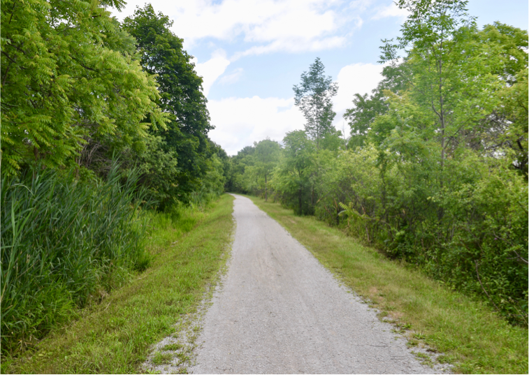 A paved trail in a bush