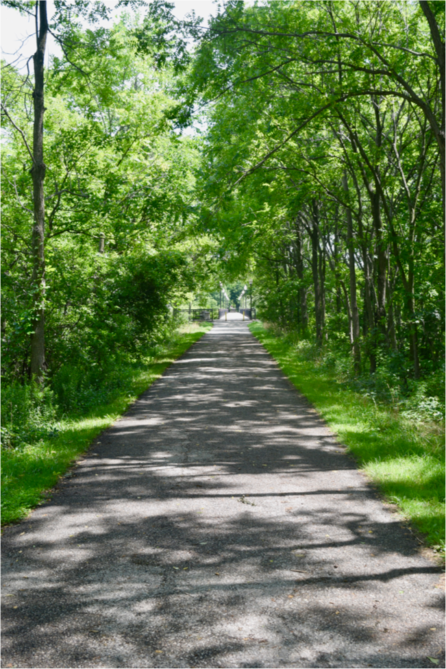 A gravel trail in a bush