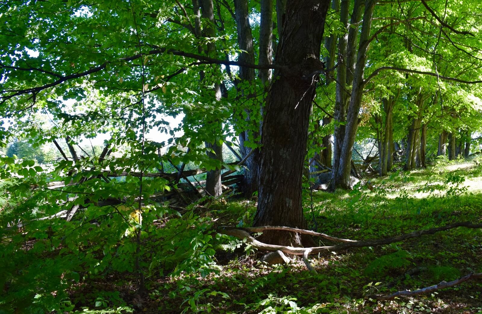 Forest with fence surrounded by trees and branches