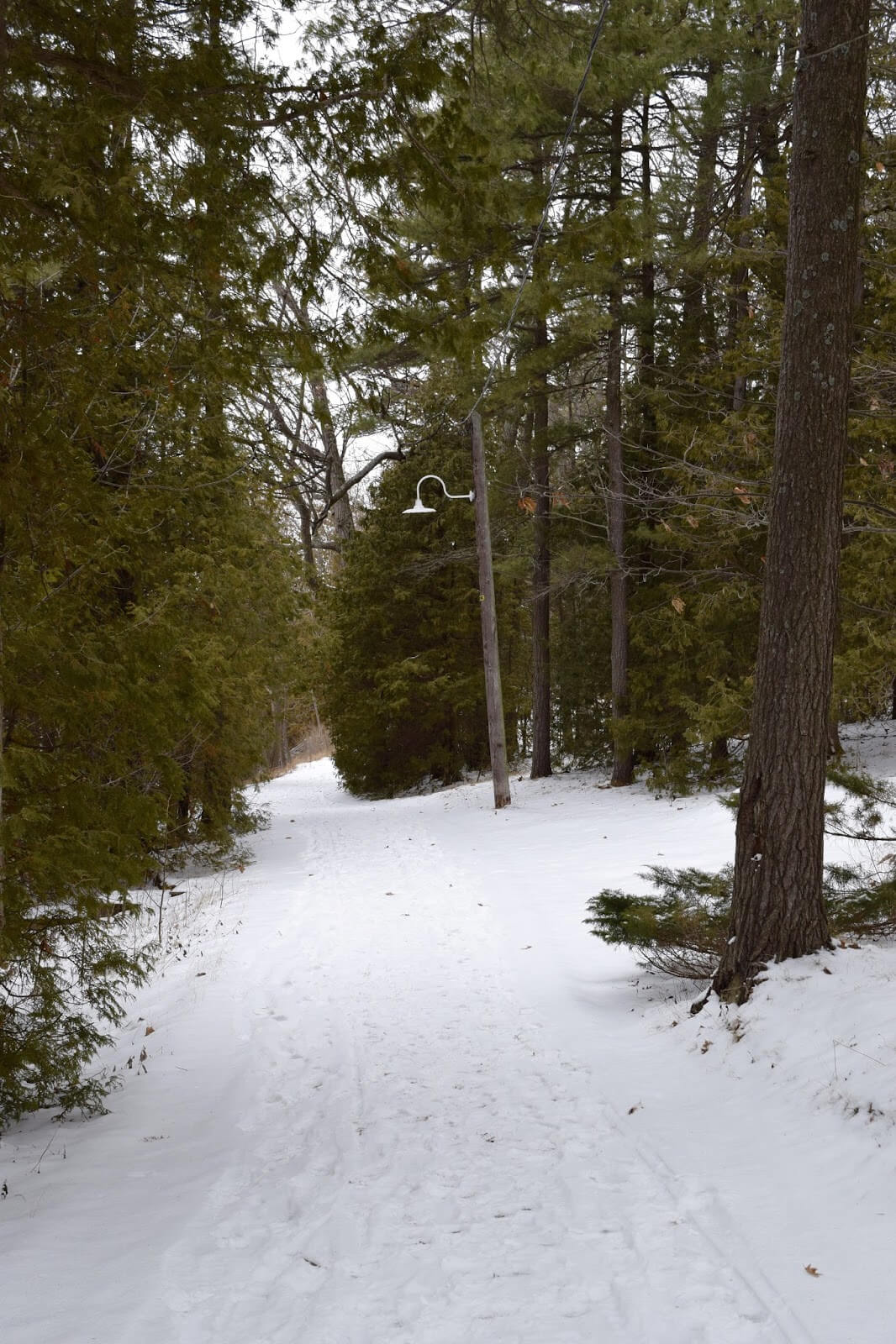 A narrow stretch of Lake Avenue with old streetlights surrounded by forest in the winter