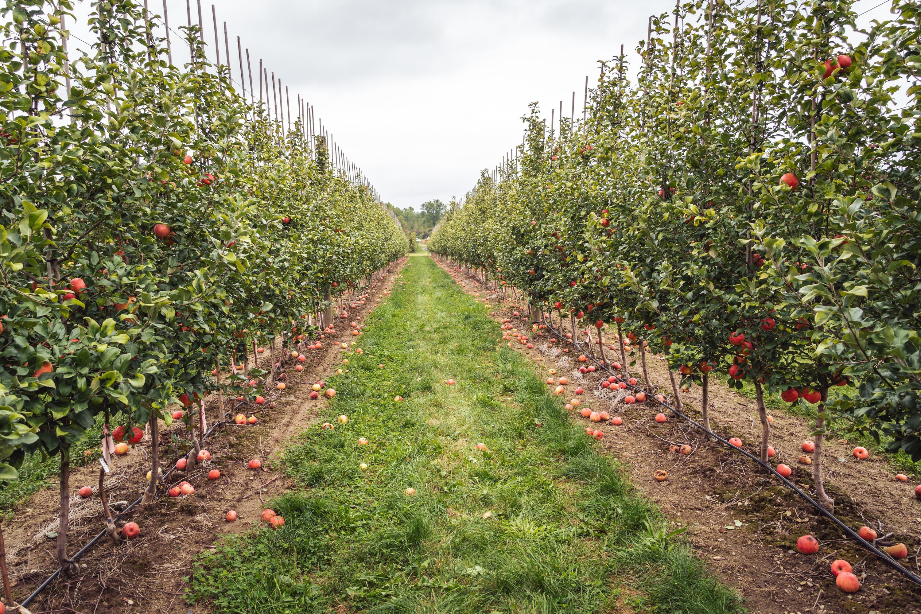 Photo of apple trees at an apple orchard